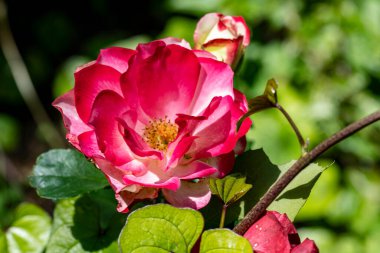 Bahçedeki güzel çiçekler