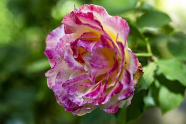 Pembe bir bahçede çiçek gül, yakın yukarı