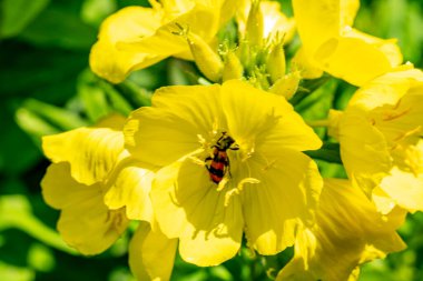 Sarı çiçeğe yaklaş.