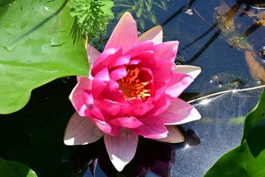 Bir su birikintisi üzerinde güzel pembe lotus çiçeği