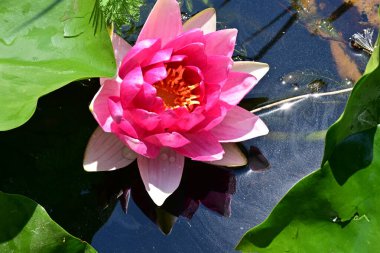 Gölette nilüfer çiçeği