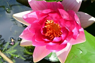 Sudaki güzel nilüfer çiçeği