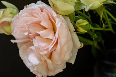 Koyu arkaplanda güzel pembe gülün yakın görüntüsü