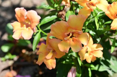 Rengarenk çiçeklere yakından bakın..