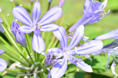 Bahçe yeşillikleri arasında çok renkli çiçeklerin yakından yakalanması.