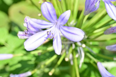 Rengarenk çiçeklere yakından bakın..