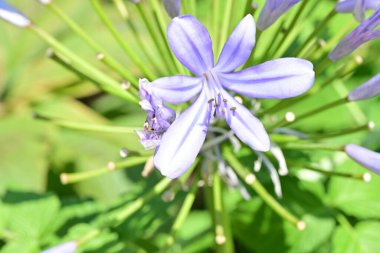 Bahçe yeşillikleri arasında çok renkli çiçeklerin yakından yakalanması.