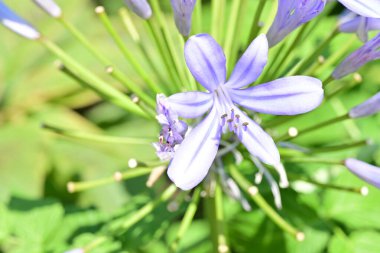 Çiçek şeklinde doğanın renklerinin karmaşık görünümü.