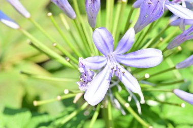 Işık saçan çiçeklerin makro görüntüsü.