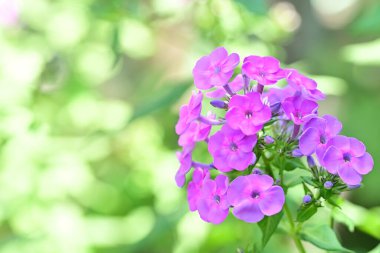 Renkli çiçeklerin açtığını yakından gördüm..