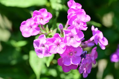 Bahçe yeşillikleri arasında çok renkli çiçeklerin yakından yakalanması.