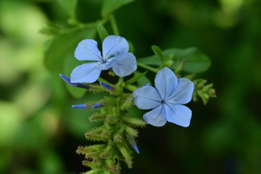 Renkli çiçeklerin açtığını yakından gördüm..