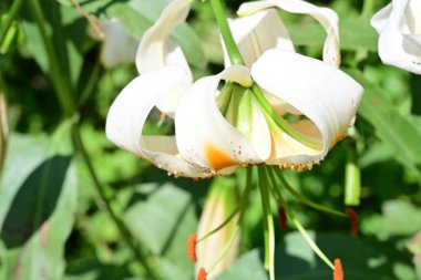 Çiçek şeklinde doğanın renklerinin karmaşık görünümü.