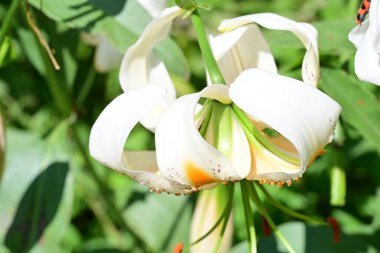 Rengarenk çiçeklerle dolu bir bahçe..