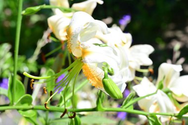 Rengarenk çiçeklerle dolu bir bahçe..