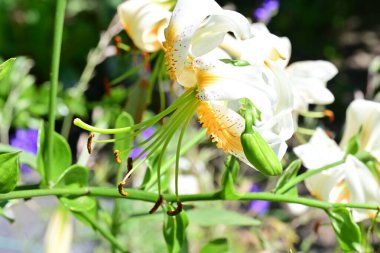 Çiçek şeklinde doğanın renklerinin karmaşık görünümü.