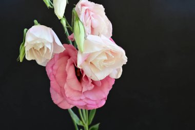 Siyah arka planda güzel pembe Eustoma çiçekleri olan buket..