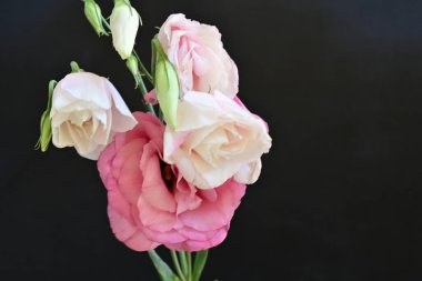 Koyu arkaplanda güzel çiçekler