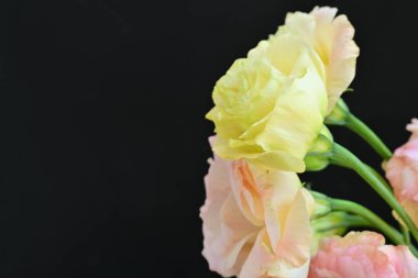 Koyu arkaplanda güzel sarı frezya, üst manzara