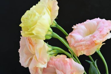 Koyu arkaplanda güzel çiçekler, yaz konsepti, yakın manzara