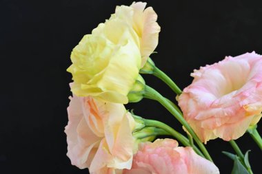 Koyu arkaplanda güzel çiçekler, yaz konsepti, yakın manzara