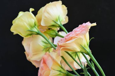 Siyah arka planda güzel sarı ve pembe çiçekler.