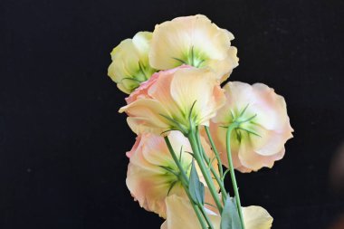 Bahçedeki güzel çiçekler