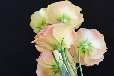 Koyu arkaplanda güzel çiçekler, yaz konsepti, yakın manzara