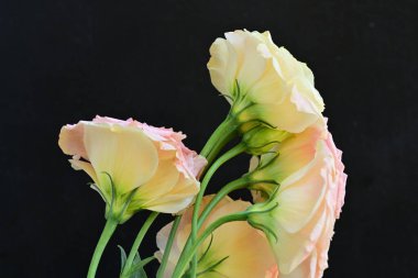 Koyu arkaplanda güzel çiçekler