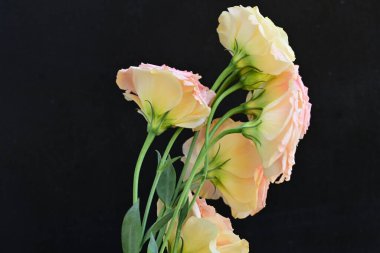 Koyu arkaplanda sarı ve mor laleler