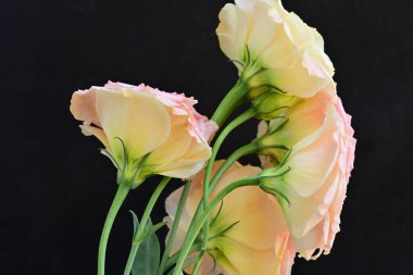 Bir buket güzel çiçek, koyu arkaplan, yakın plan - 