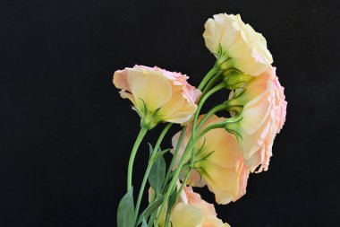 Bir buket güzel çiçek, koyu arkaplan, yakın plan - 