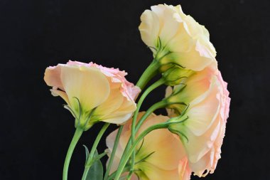 Güzel pembe ve sarı lalelerin yakın çekimi