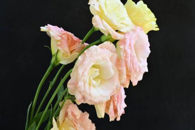 Pembe Lale buketi yakın çekim