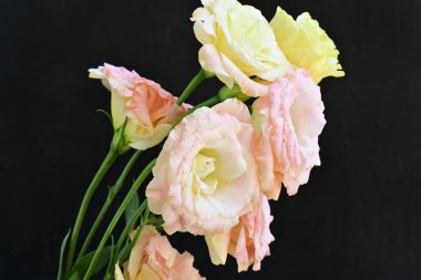 Bir buket pembe ve sarı çiçek. bahar çiçekleri