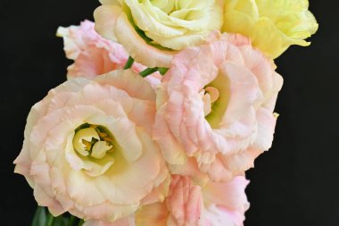 Işık arkaplanda güzel çiçekler, yaz konsepti, yakın manzara