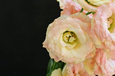 Siyah arkaplanda pembe çiçekler.