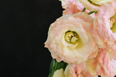 Güzel beyaz ve pembe çiçeklere yaklaş