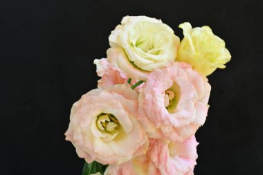 Siyah arka planda güzel pembe güller