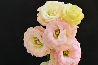 Siyah arka planda güzel pembe çiçekler. Kapat - kapat.