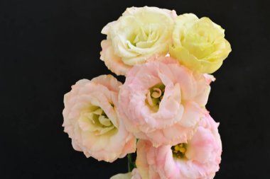 Güzel, narin çiçeklerin, doğal duvar kağıtlarının manzarasını kapat.       