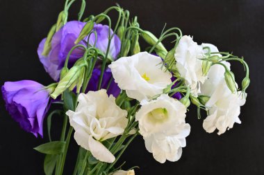 Beyaz ve mor Eustoma çiçeklerini kapat 