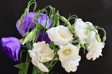 Beyaz ve mor Eustoma çiçeklerini kapat 