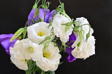 Beyaz ve mor Eustoma çiçeklerini kapat 