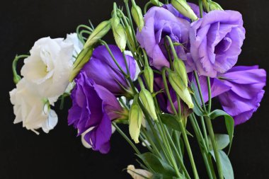 Beyaz ve mor Eustoma çiçeklerini kapat 