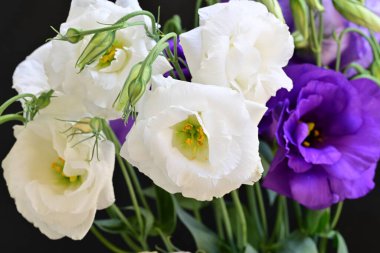 Beyaz ve mor Eustoma çiçeklerini kapat 