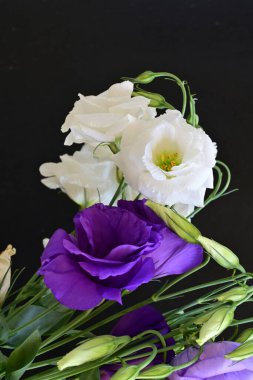 Beyaz ve mor Eustoma çiçeklerini kapat 