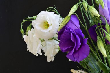 Beyaz ve mor Eustoma çiçeklerini kapat 