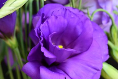 Siyah arka planda güzel Eustoma çiçeklerini kapat