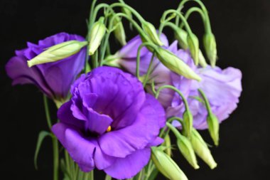 Siyah arka planda güzel Eustoma çiçeklerini kapat